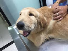 But black widows and brown recluse spiders can do harm. My Dog Got Bit By A Spider What Should I Do Symptoms And Treatment