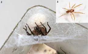 Spines occurring on the undersurface of the leg are visible as small hairs jutting from the lateral. Zoropsis Spinimana 2 Female With Cocoon Photo By D Ouvrard Download Scientific Diagram