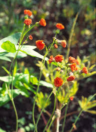 Image result for Emilia coccinea