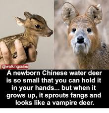 Water deer have a polygynous mating system; A Newborn Chinese Water Deer Is So Small That You Can Hold It In Your Hands But When It Grows Up It Sprouts Fangs And Looks Like A Vampire Deer Deer