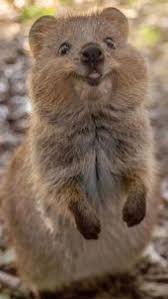 Quokka Cute Little Animals Cute Wild Animals Cute Funny Animals