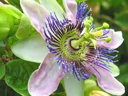 Passion flower caerulea passiflora blue crown climber vine plant potted. Passion Flower Vine Care How To Grow Passiflora Caerulea Indoors