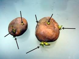 Kekacang, kacang soya, ubi keledek atau sebarang tanaman yang mampu mengembalikan nitrogen dan mineral kepada tanah ditanam selang dua tahun dan kemudiannya kapas pada tahun ketiga. Tanamsendiri Com Grow Your Own Tanam Sendiri Ubi Kentang Solanum Tuberosum