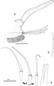 Image result for Parapodium