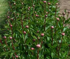 These gorgeous flowers stood out because of their gentleness and. Types Of Peonies By Adelman Peony Gardens