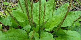 Ne Tuez Pas Cette Plante C Est L Une Des Meilleures Herbes De Guerison Que Vous Pouvez Avoir Chez Vous Plantes Sauvages Comestibles Jardins Plantes Sauvages