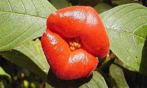 We did not find results for: Las Flores Mas Raras Y Desconocidas Del Mundo Flores Muy Hermosas Youtube