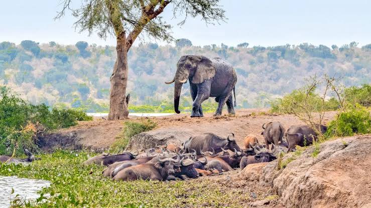 Uganda safari landscape in Queen Elizabeth National Park