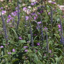 Wenn ergebnisse zur automatischen vervollständigung angezeigt werden, verwenden die pfeile nach oben und unten, um sie dir anzusehen und sie auszuwählen. Veronica Spicata Ahriger Garten Ehrenpreis