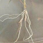 Image result for Urochloa leersioides