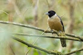 Image result for Vangueria proschii