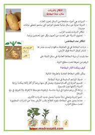 الدرنات هي أجزاء منتفخة من الساق تخزن الغذاء الدرنة عبارة عن ساق نباتية تحمل البراعم التي ستنمو لتعطي نباتات جديدة تتكاثر الدرنات تحت الت in 2021 learning arabic