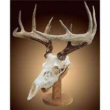This gun has been used and carried quite a bit but is otherwise in great shape. Solid Oak Skull Mount Kit Walnut Hollow Country