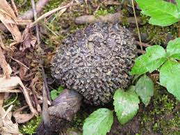 Check spelling or type a new query. Plant Rant Skunk Cabbage Passing The Stink Test The Green Farmacy Garden