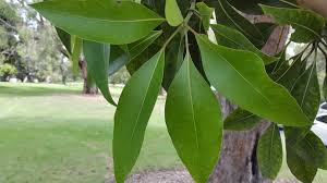 Image result for Lophostemon confertus