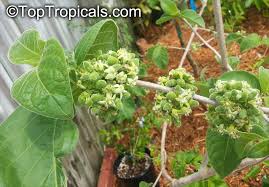Image result for Vangueria mollis