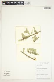 Image result for Elaeodendron matabelicum