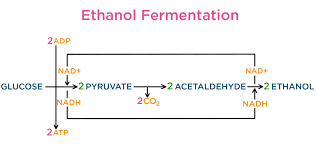 What was the most favorable condition for. Fermentation Definition Role In Cellular Respiration Expii