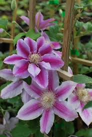Image result for Clematis pulchra