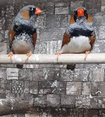 31+ schön bilder haus mieten norwegen : Vogel Zoo Thomas
