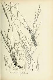 Image result for Arundinella nepalensis