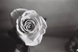 In case you missed it, check out our other flower photography post. 50 Beautiful Rose Pictures