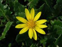 Image result for Haplocarpha