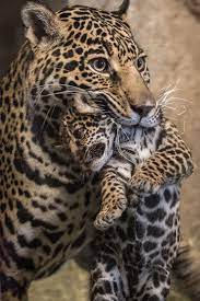 mg 3468 animals wild beautiful cats animals beautiful