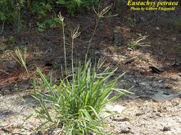 Image result for Eustachys