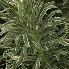 Image result for Anthericopsis