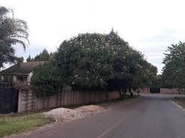 Image result for Heywoodia lucens