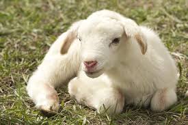 What is a baby sheep called? Baby Animal Names Baamboozle