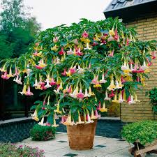 Image result for Brugmansia