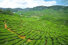 There are several tea plantations located throughout the cameron highlands. Boh Tea Plantation At Cameron Highlands Perak Stock Photo Picture And Royalty Free Image Image 9048806