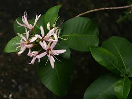 Image result for Calodendrum capense