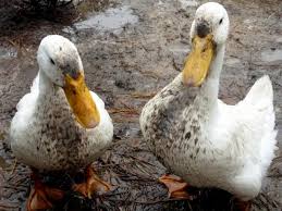 Check spelling or type a new query. Raising Ducks What Ducks Eat And How To Care For Them Hgtv