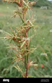 Image result for Cymbopogon caesius