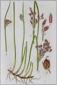 Image result for Juncus balticus