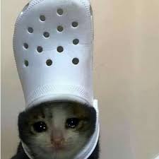 Mas Actual Fotos Gatos Llorando Ideas En 2020 Memes De Animales Tiernos Gatos Raros Gatos Bonitos