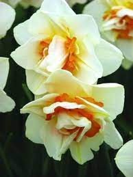 Flower Parade For The Hill In Early Spring Daffodil Flower Narcissus Flower Flowers