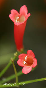 Image result for Chlorophytum gallabatense