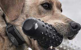 Therefore, i have done a compilation table of the best dog training collars reviews. The Best Dog Shock Collars Review In 2021 My Pet Needs That