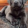 Nearby people can best search labrador puppies for sale near me in pa. 1