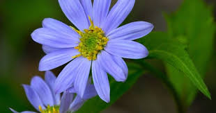aster savatieri ﾐﾔｺﾜｽﾚ flower power photo plants