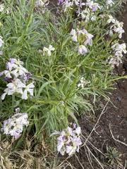 Image result for Oreophyton falcatum