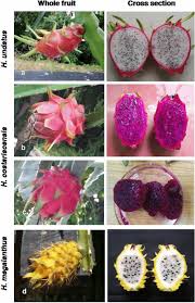In costa rica, male polistes carnifex congregate on the top of ridges where they maintain territories. Distinguishing Three Dragon Fruit Hylocereus Spp Species Grown In Andaman And Nicobar Islands Of India Using Morphological Biochemical And Molecular Traits Scientific Reports