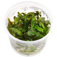 Cryptocoryne spiralis bloom doesn't have a tube, it right away transforms into a petal, which is convoluted and has a ragged edge. Cryptocoryne Usteriana In Vitro Xl Aquasabi Aquaristik Shop