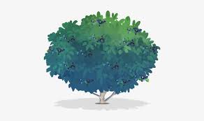 Png For Free Download On Mbtskoudsalg Blueberry Bush Illustration Free Transparent Png Download Pngkey 36,000+ vectors, stock photos & psd files. blueberry bush illustration