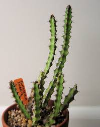 Image result for Euphorbia jubata