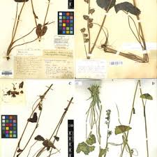 Image result for Senecio polyanthemoides